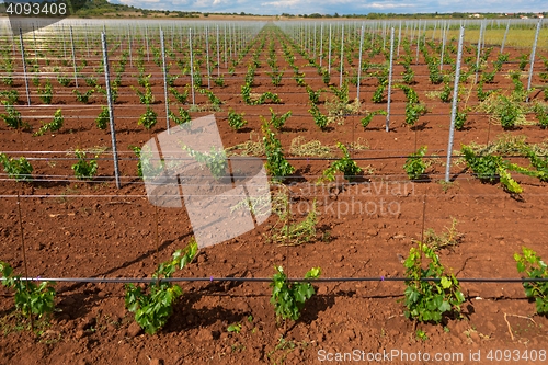 Image of Large field of grapes