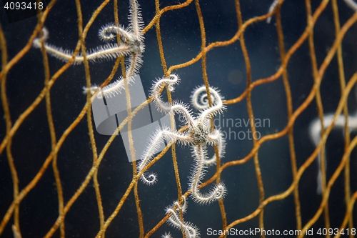 Image of Starfish in net