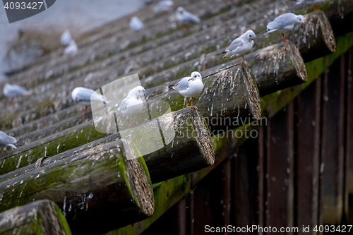 Image of Flock of sitting birds
