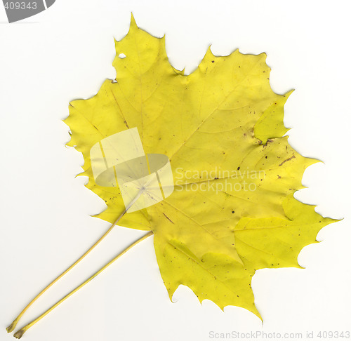 Image of autumnal leaf