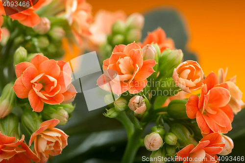 Image of  flowers of Kalanchoe. on a orange background.
