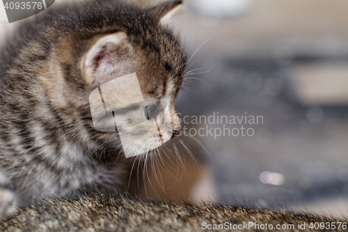 Image of Cute kitten
