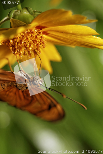 Image of Orange butterfly