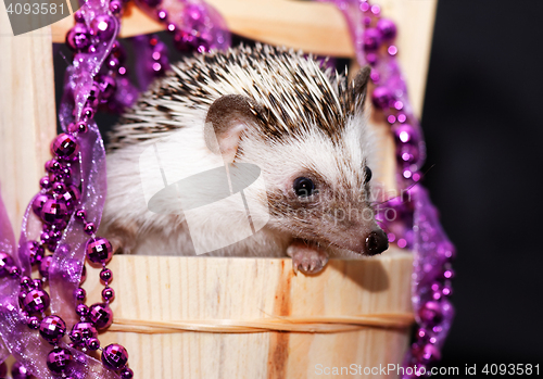 Image of A cute little hedgehog - ( African white- bellied hedgehog )