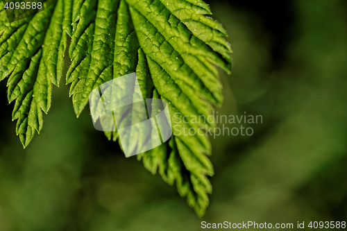 Image of Hairy leaves