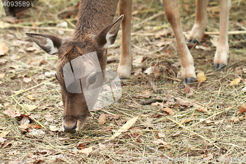 Image of Cute deer