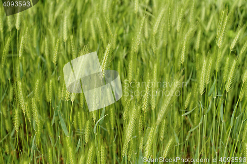 Image of Green grain