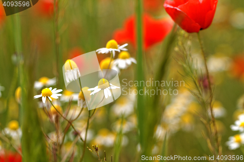 Image of Wild flowers