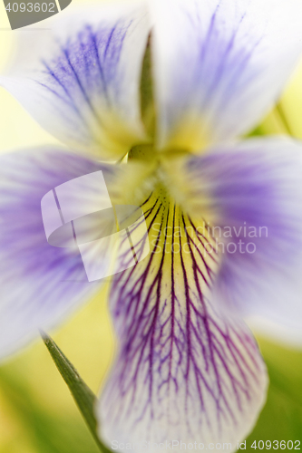 Image of Colorful flower