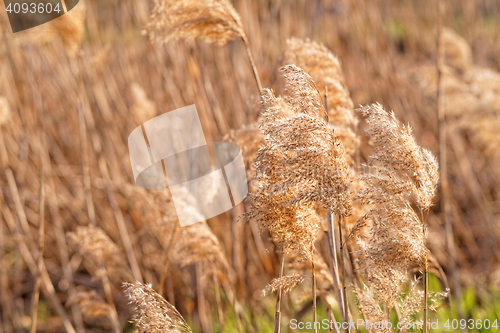 Image of Gold grass