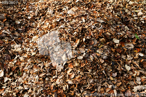 Image of Autumn leaves