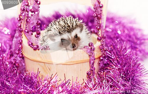 Image of A cute little hedgehog - ( African white- bellied hedgehog )