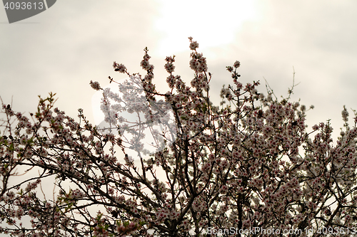 Image of Floweing tree