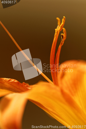 Image of Orange lily