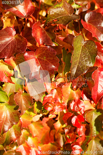 Image of Colorful leaves