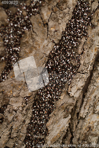 Image of Bugs on the trunk