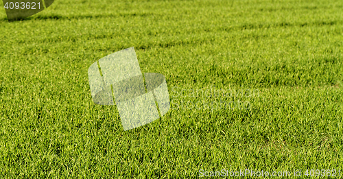 Image of Rural farming