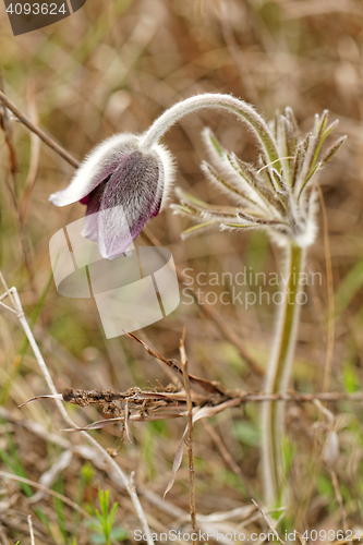 Image of Purple anemone