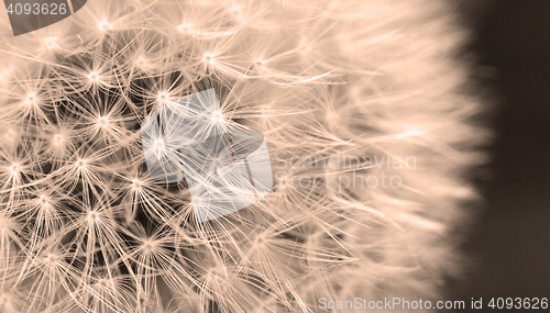 Image of The Dandelion background.