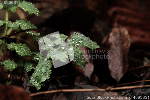 Image of Water drop