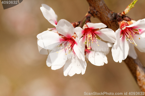 Image of Tree flowering