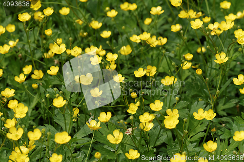 Image of Small flower