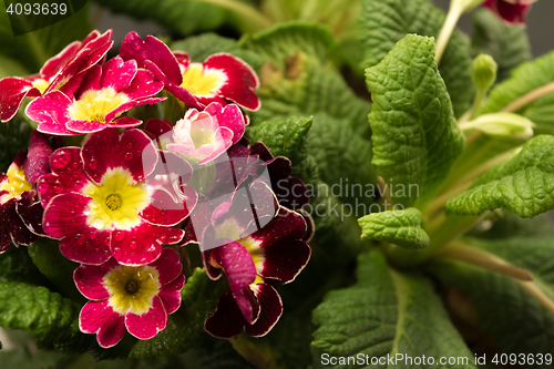 Image of Flower petals