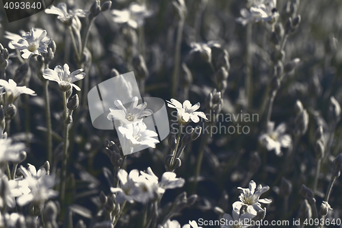 Image of White flower