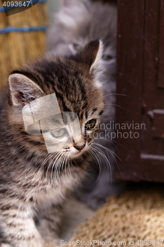 Image of Beautiful tabby kitten