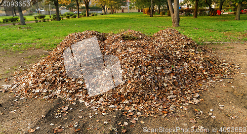 Image of Autumn leaves