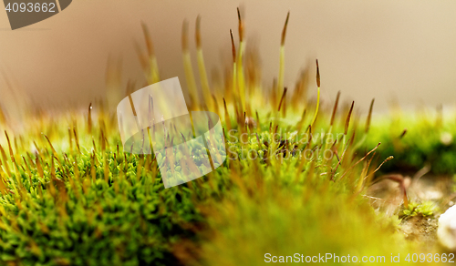 Image of Green moss