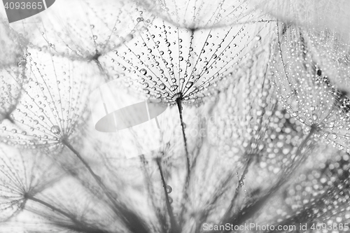 Image of Plant seeds with water drops