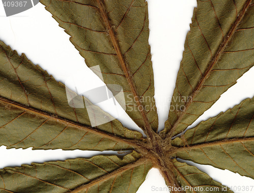 Image of chestnut leafs