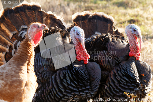 Image of Turkey - animals