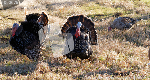 Image of Turkey - animals