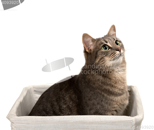 Image of Gray cat with green eyes sitting in basket and looking up