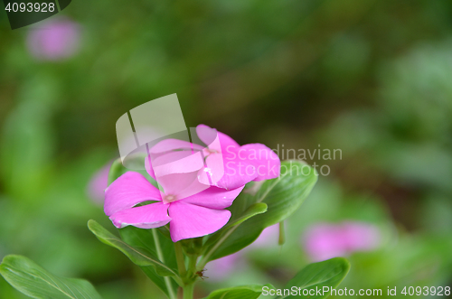 Image of Beautiful pink vinca flowers