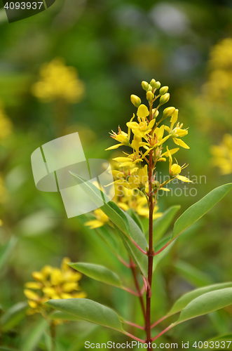 Image of Thryallis are blooming with little golden flower