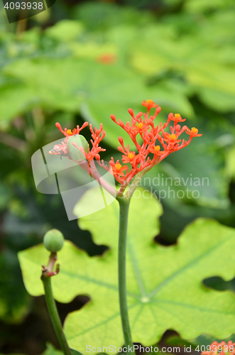 Image of Beautiful local Thai herbs, Jatropha podagrica