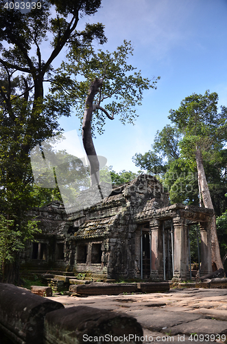 Image of Ta Prohm Temple, Angkor, Cambodia