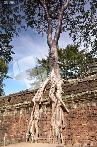 Image of Ta Prohm Temple, Angkor, Cambodia