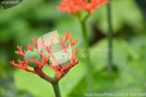 Image of Beautiful local Thai herbs, Jatropha podagrica