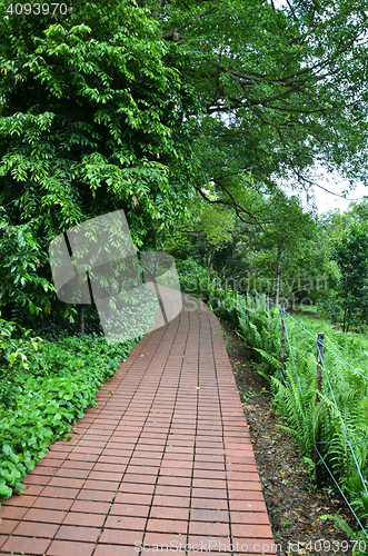 Image of Red brick path in Singapore Botanic Garden