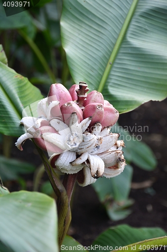 Image of Musa Velutina banana tree