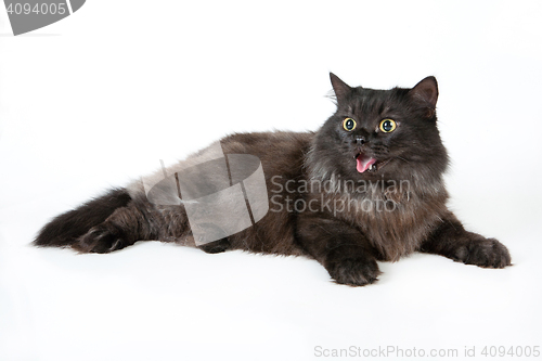 Image of Black Cat
