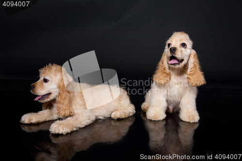 Image of Cocker Spaniel