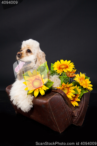 Image of Cocker Spaniel