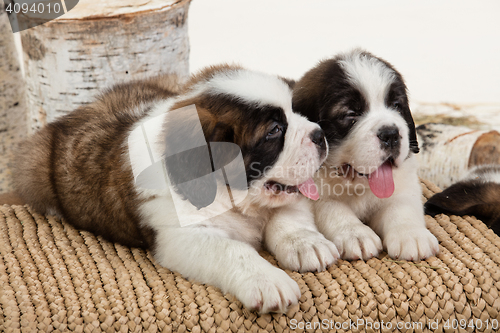 Image of Two Puppies