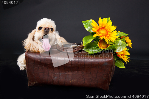 Image of Cocker Spaniel