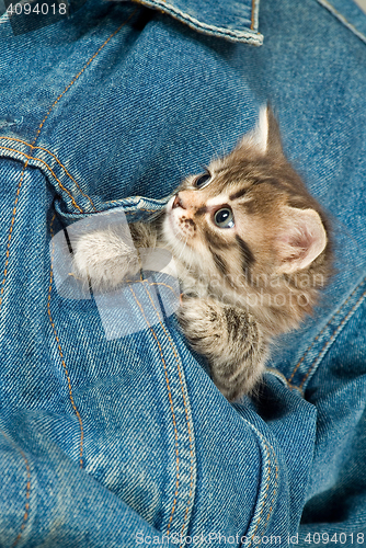 Image of Kitten And Denim